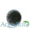 Cryptocoryne usteriana - In Vitro Cup dennerle plant Dennerle plants - 2