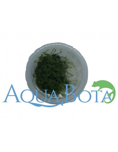 Plagiomnium affine - In vitro  - 3