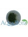 Plagiomnium affine - In vitro  - 3