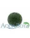 Limnophila sp. 'Vietnam' - In Vitro Cup  - 1