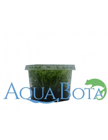 Limnophila sp. 'Vietnam' - In Vitro Cup  - 2