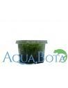 Limnophila sp. 'Vietnam' - In Vitro Cup  - 2