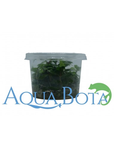 Staurogyne repens - In Vitro Cup  - 1