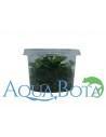 Staurogyne repens - In Vitro Cup  - 1