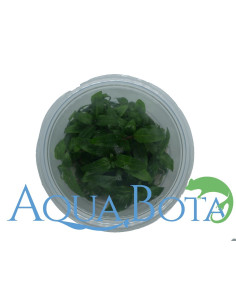 Staurogyne repens - In Vitro Cup  - 2