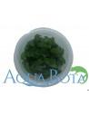 Staurogyne repens - In Vitro Cup  - 2