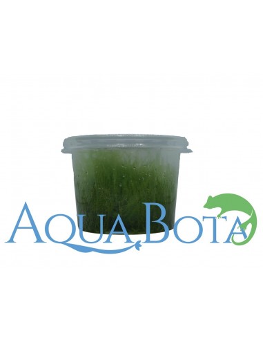 Amblystegium serpens - In Vitro Cup  - 1