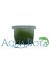 Amblystegium serpens - In Vitro Cup  - 1
