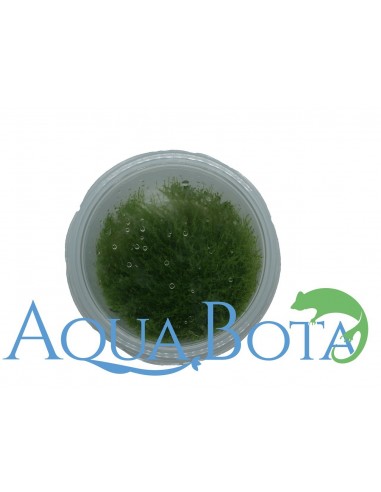 Amblystegium serpens - In Vitro Cup  - 2