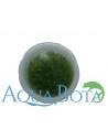 Amblystegium serpens - In Vitro Cup  - 2
