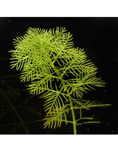 Myriophyllum Mattogrossense  - 1
