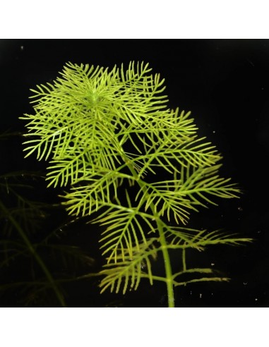 Myriophyllum Mattogrossense  - 1