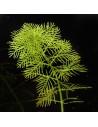 Myriophyllum Mattogrossense  - 1