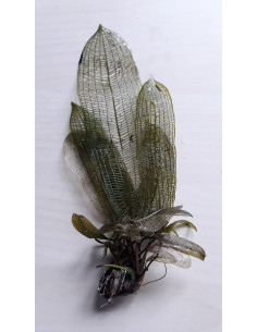 Aponogeton fenestralis  - 1
