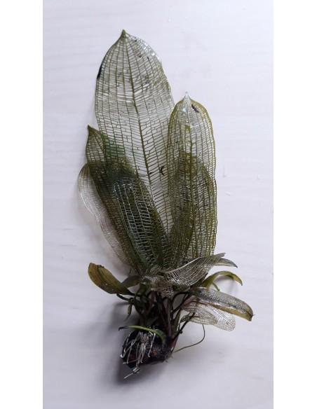 Aponogeton fenestralis  - 1