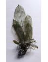 Aponogeton fenestralis  - 1