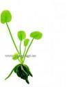 Nymphoides aquatica  - 1