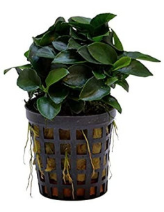 Anubias barteri var. nana 'Bonsai'  - 1