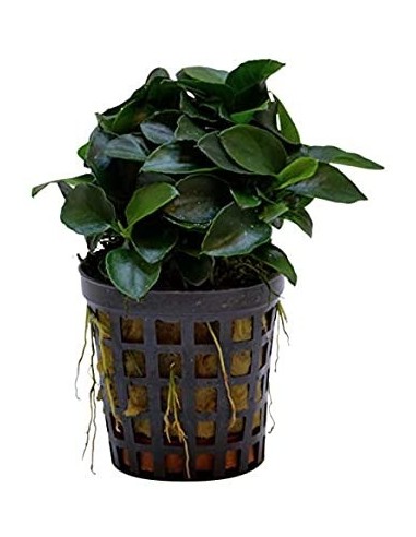 Anubias barteri var. nana 'Bonsai'  - 1