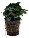 Anubias barteri var. nana 'Bonsai'  - 1