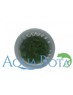 Eleocharis sp.'Mini' - In Vitro Cup  - 1