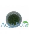 Eleocharis sp.'Mini' - In Vitro Cup  - 1