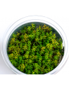 Myriophyllum sp. 'aquaticum'- In Vitro Cup  - 1