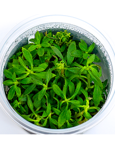 Limnophila hippuridoides - In Vitro Cup  - 1