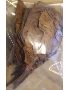 Catappa Leaves 10st. M  - 1