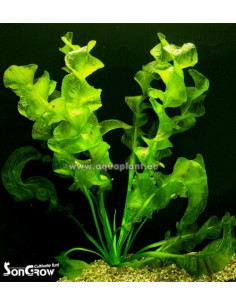 Aponogeton ulvaceus  - 1