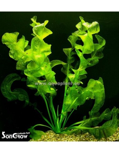 Aponogeton ulvaceus  - 1