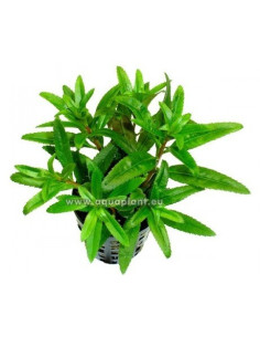 Proserpinaca palustris  - 1