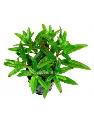 Proserpinaca palustris  - 1