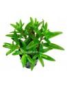 Proserpinaca palustris  - 1
