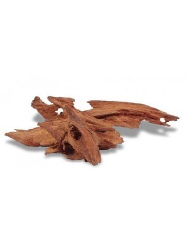Racine Jati 25 à 35cm 1p AMTRA - 1