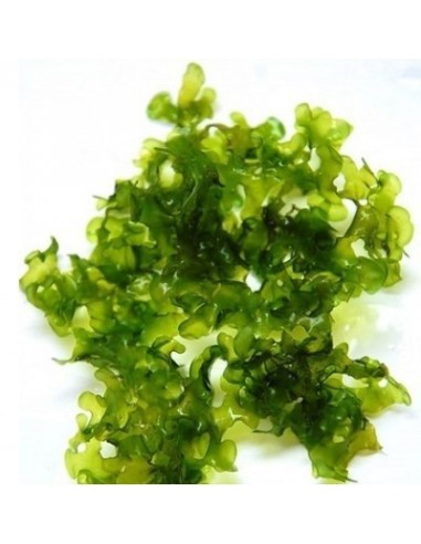 Monosolenium Tenerum - gobelet 125 ml  - 1