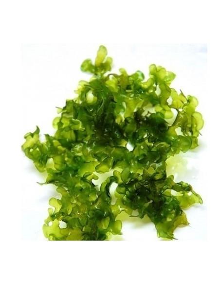 Monosolenium Tenerum - gobelet  80ml  - 1