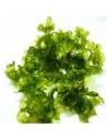 Monosolenium Tenerum - gobelet  80ml  - 1