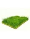 Tapis Eleocharis parvula 30x20cm  - 1
