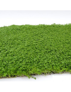 Tapis Hemianthus callitrichoides 30x20cm  - 1