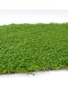Tapis Hemianthus callitrichoides 30x20cm  - 1