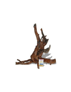 Racine Moorwood 35cm 1p AMTRA - 1