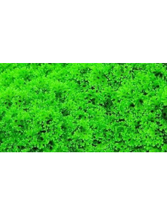 Riccardia graeffei (mini Pelia) - mini gobelet 50 ml  - 1