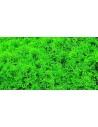 Riccardia graeffei (mini Pelia) - mini gobelet 50 ml  - 1