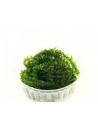 Giant Willow moss (Fontinalis antiperytica var. Gigantea) cup  - 1