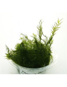 Phoenix moss (Fissidens fontanus) - mini gobelet 80 ml  - 1