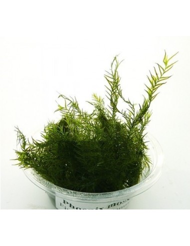 Phoenix moss (Fissidens fontanus) - mini gobelet 80 ml  - 1