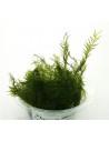 Phoenix moss (Fissidens fontanus) - mini gobelet 80 ml  - 1