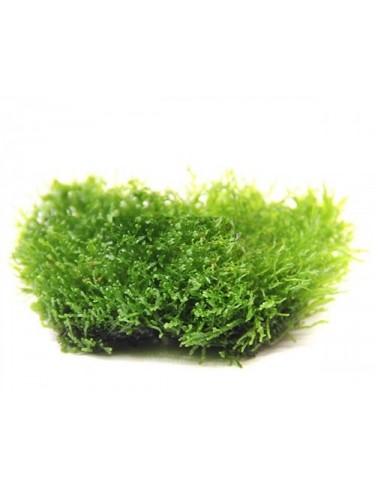 Riccardia Chamedryfolia - Coral Moss invitro Tropica - 1