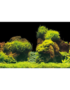 Poster de fond Roche/plante Aqua-NoVa - 2